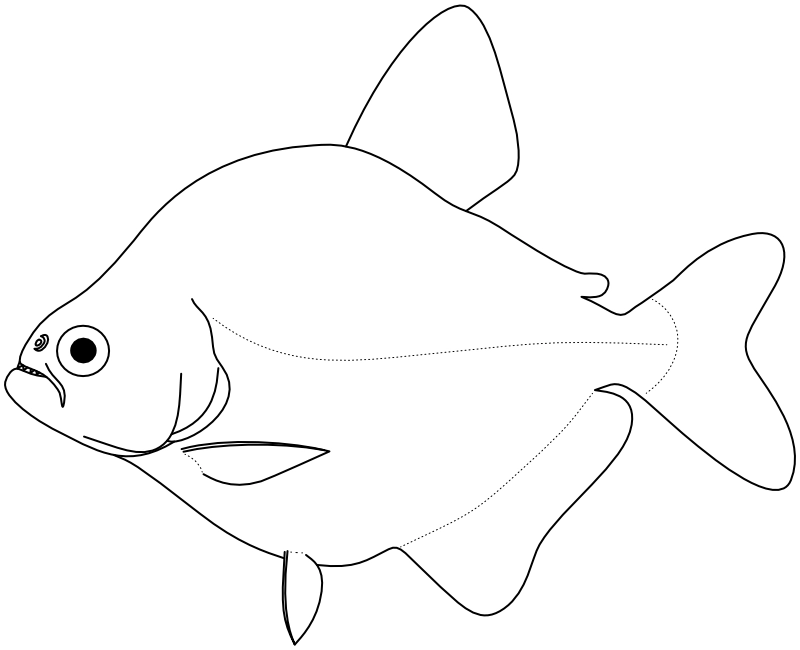 Ilustrace zástupce rodu Serrasalmus