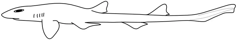 Ilustrace zástupce rodu Schroederichthys