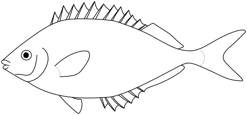 Ilustrace zástupce rodu Siganus