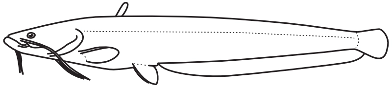 Ilustrace zástupce rodu Silurus