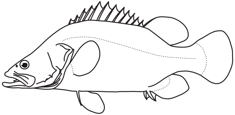 Ilustrace zástupce rodu Siniperca