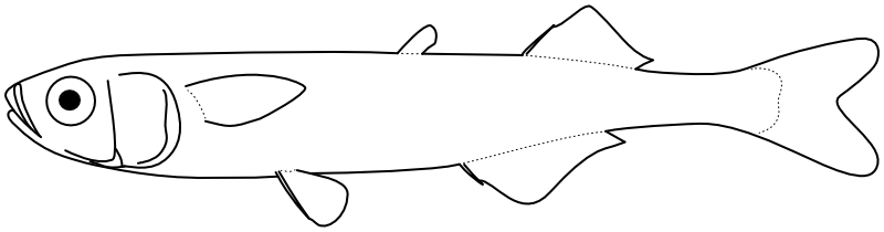 Ilustrace zástupce rodu Atherion