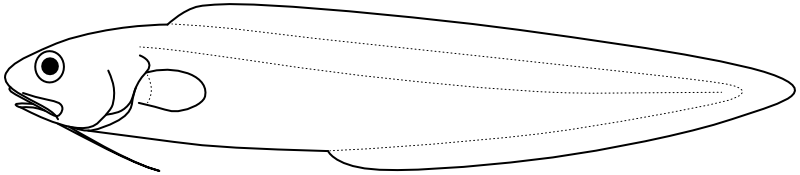 Ilustrace zástupce rodu Sirembo