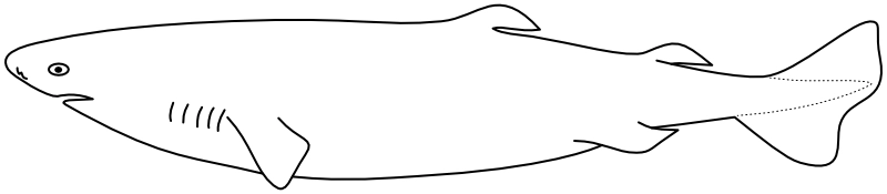 Ilustrace zástupce rodu Somniosus