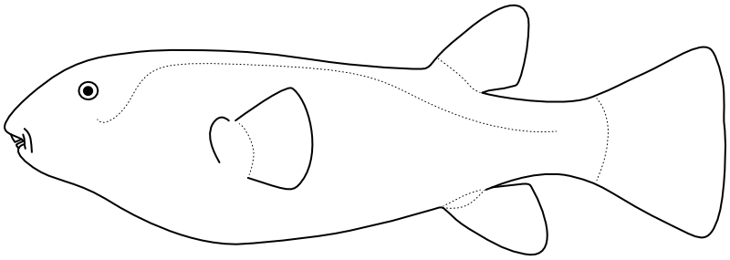 Ilustrace zástupce rodu Sphoeroides