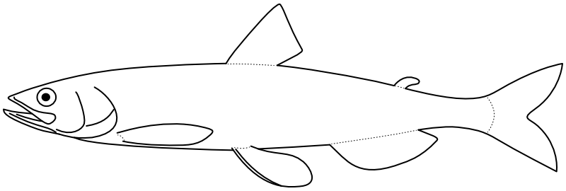 Ilustrace zástupce rodu Spirinchus