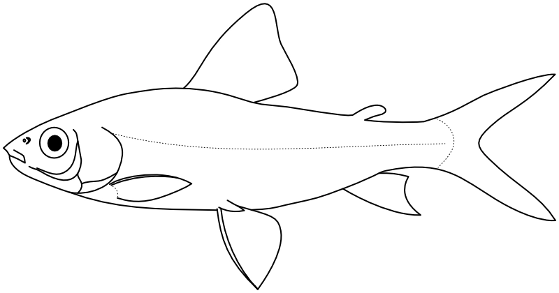 Ilustrace zástupce rodu Steindachnerina