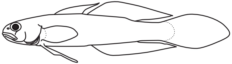 Ilustrace zástupce rodu Stenogobius