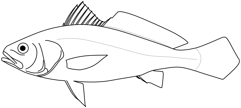 Ilustrace zástupce rodu Atrobucca