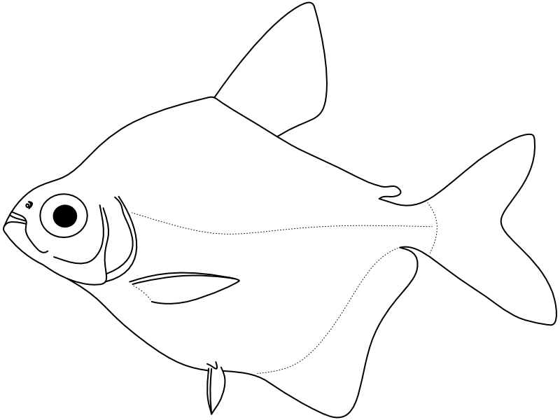 Ilustrace zástupce rodu Stethaprion