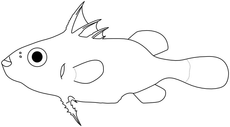 Ilustrace zástupce rodu Atrophacanthus