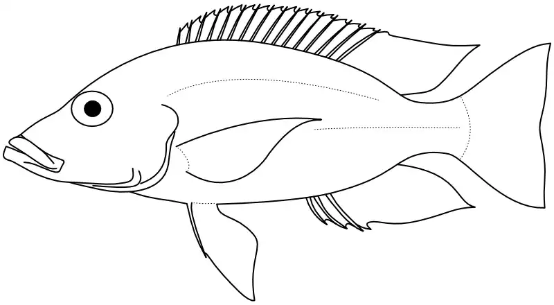 Ilustrace zástupce rodu Stigmatochromis
