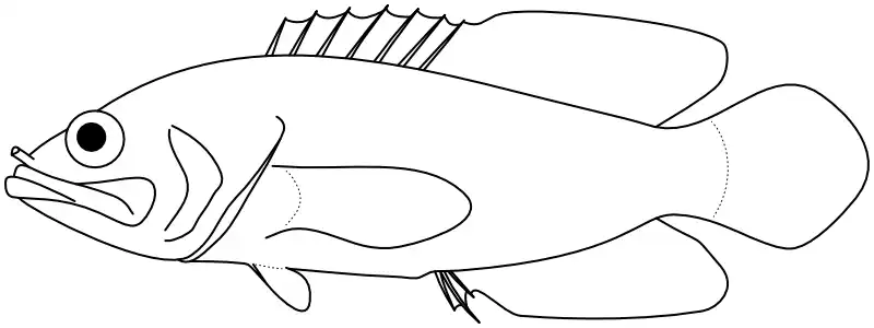 Ilustrace zástupce rodu 
