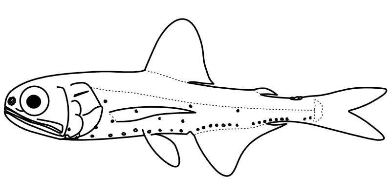 Ilustrace zástupce rodu Symbolophorus