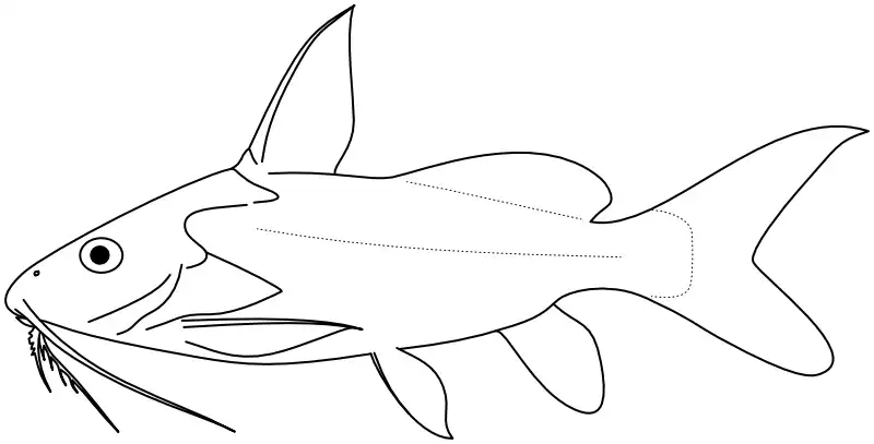 Ilustrace zástupce rodu Synodontis