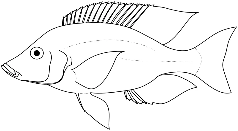 Ilustrace zástupce rodu Taeniolethrinops