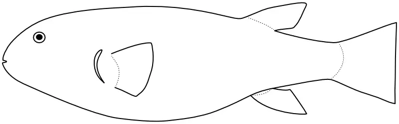 Ilustrace zástupce rodu Takifugu