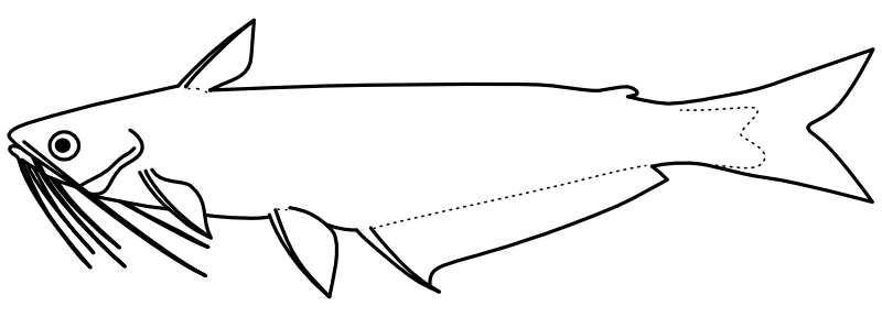 Ilustrace zástupce rodu Auchenipterus