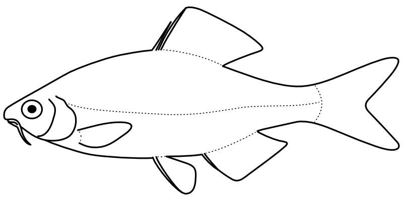 Ilustrace zástupce rodu Tanakia