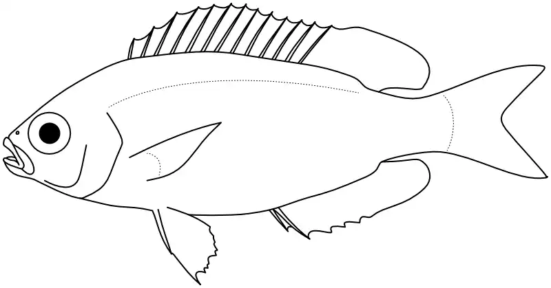 Ilustrace zástupce rodu Teixeirichthys