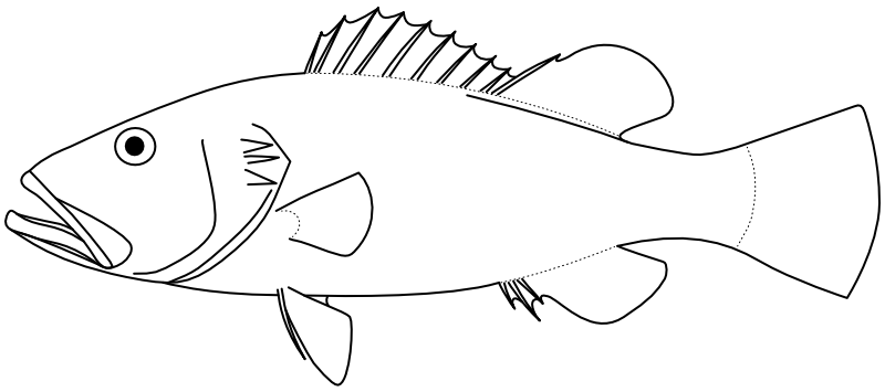 Ilustrace zástupce rodu Aulacocephalus