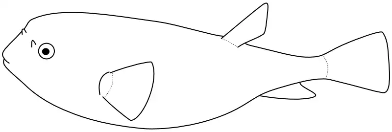 Ilustrace zástupce rodu Tetractenos