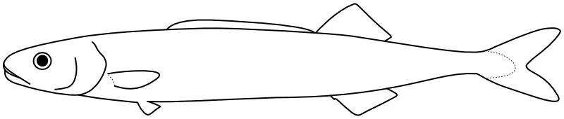 Ilustrace zástupce rodu Tetragonurus