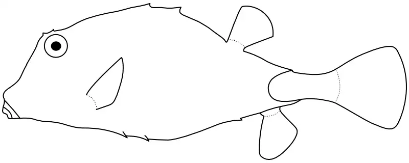 Ilustrace zástupce rodu Tetrosomus