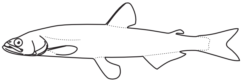 Ilustrace zástupce rodu Thaleichthys