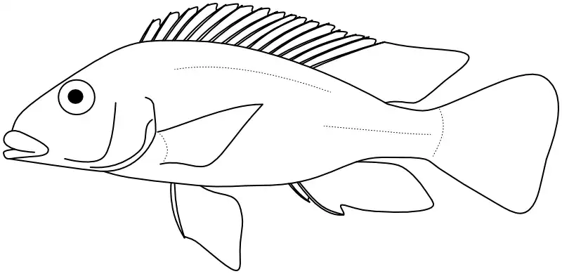 Ilustrace zástupce rodu Thoracochromis