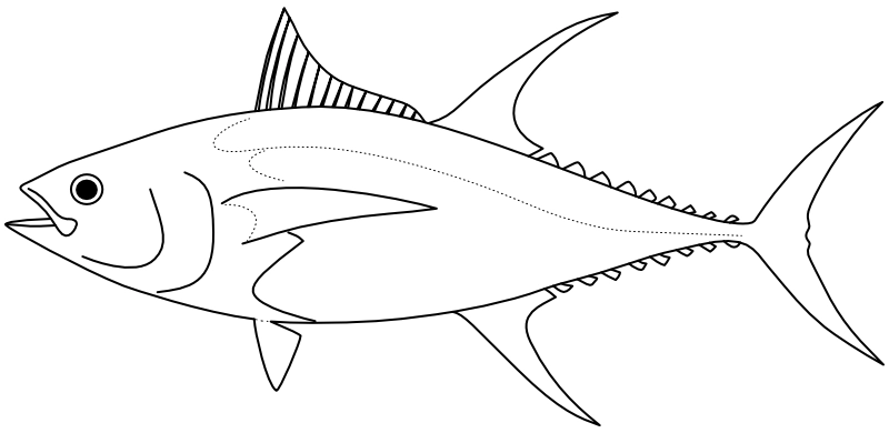 Ilustrace zástupce rodu Thunnus