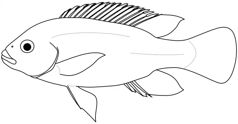 Ilustrace zástupce rodu Tilapia
