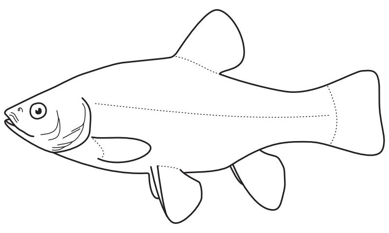 Ilustrace zástupce rodu Tinca