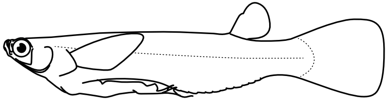 Ilustrace zástupce rodu Tomeurus