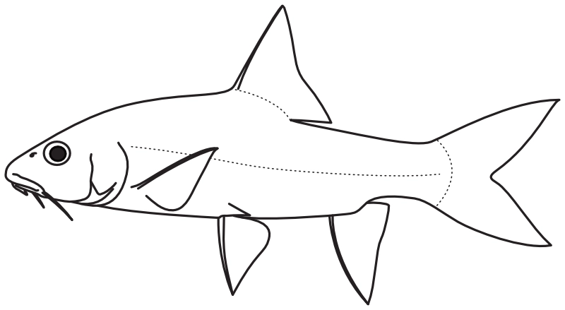 Ilustrace zástupce rodu Tor