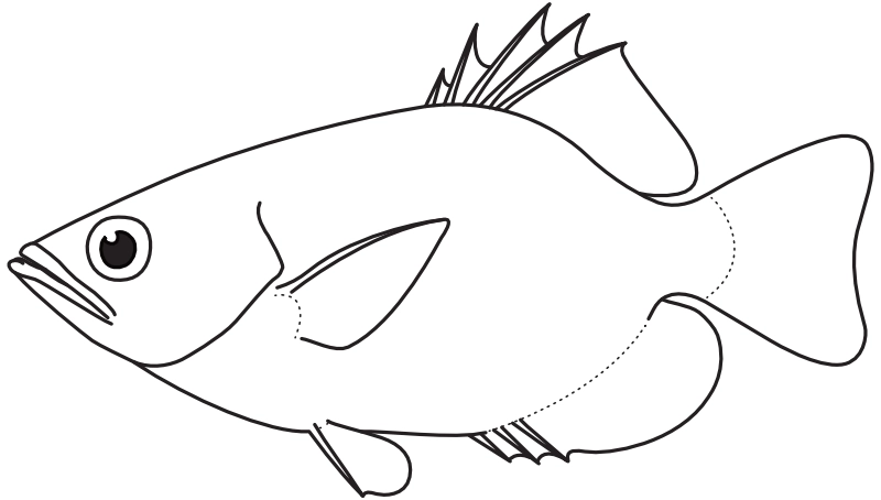 Ilustrace zástupce rodu Toxotes