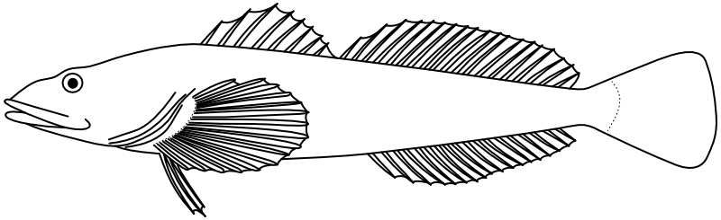 Ilustrace zástupce rodu Trachidermus