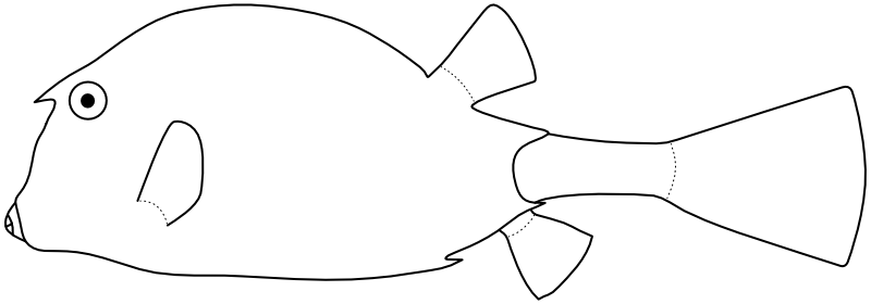 Ilustrace zástupce rodu Acanthostracion