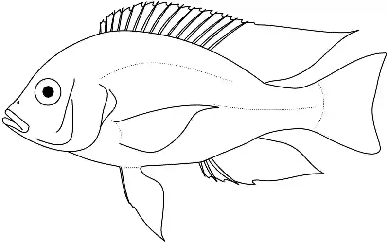 Ilustrace zástupce rodu Trematocranus