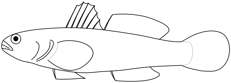 Ilustrace zástupce rodu Tridentiger