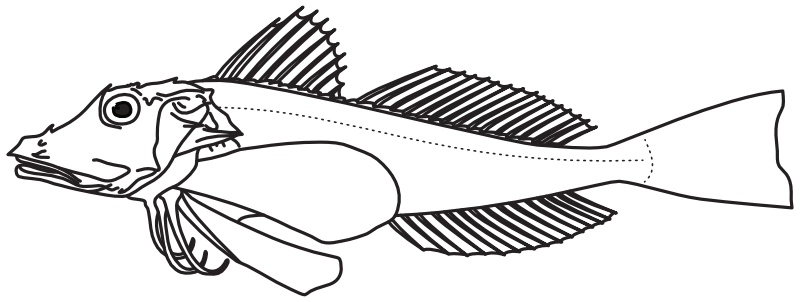 Ilustrace zástupce rodu Trigla