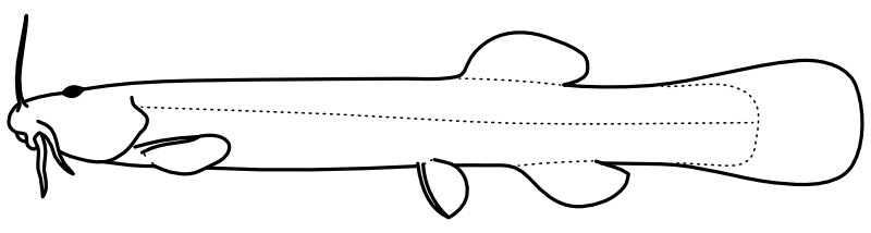 Ilustrace zástupce rodu Trichomycterus