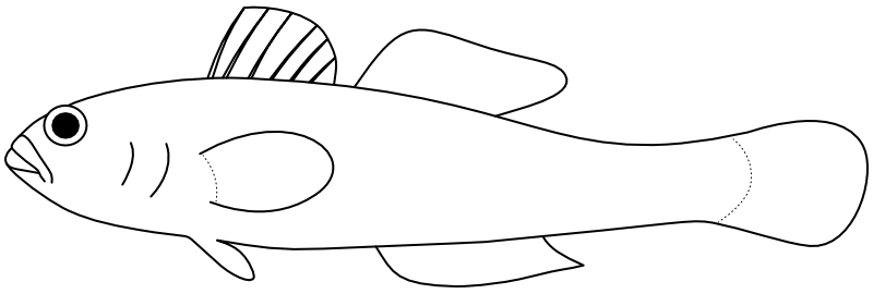 Ilustrace zástupce rodu Trimma