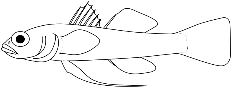 Ilustrace zástupce rodu Trimmatom