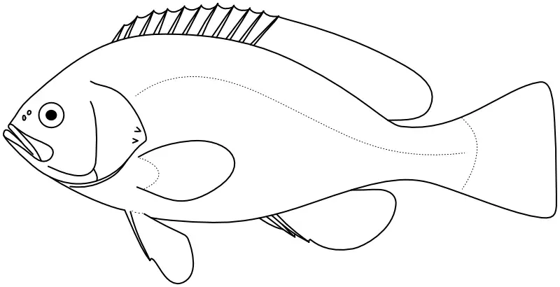 Ilustrace zástupce rodu Triso