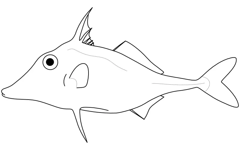 Ilustrace zástupce rodu Trixiphichthys