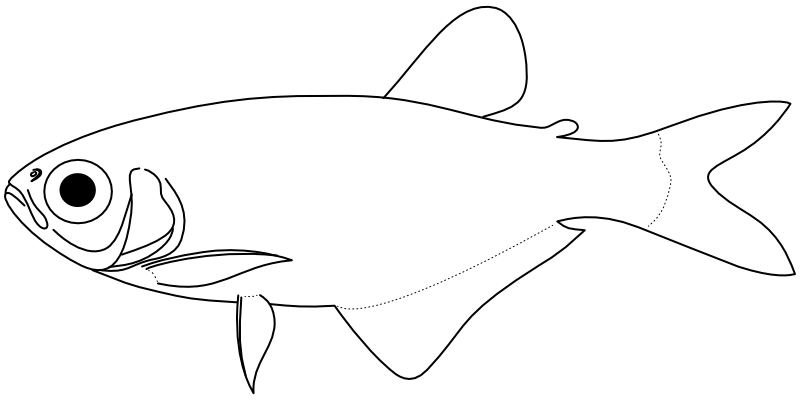 Ilustrace zástupce rodu Tyttocharax