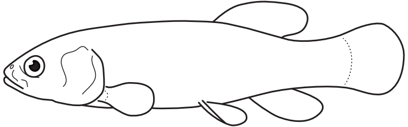 Ilustrace zástupce rodu Umbra