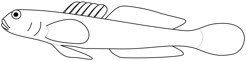 Ilustrace zástupce rodu Vanderhorstia