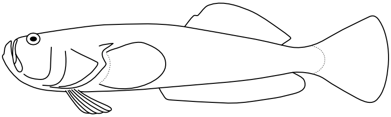 Ilustrace zástupce rodu Xenocephalus